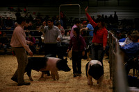 TN State Market Hog Show '16
