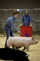 4-H Market Hog Show '18 Regionals